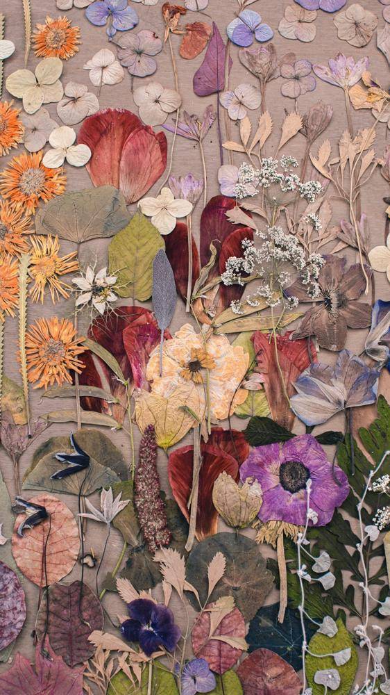 Botanical Pressing Art Display