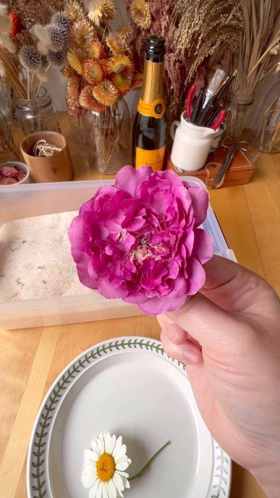 Delicate Flower Drying with Silica Gel Project