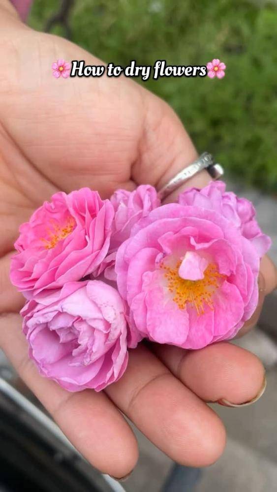 Delicate Pink Roses for Preservation