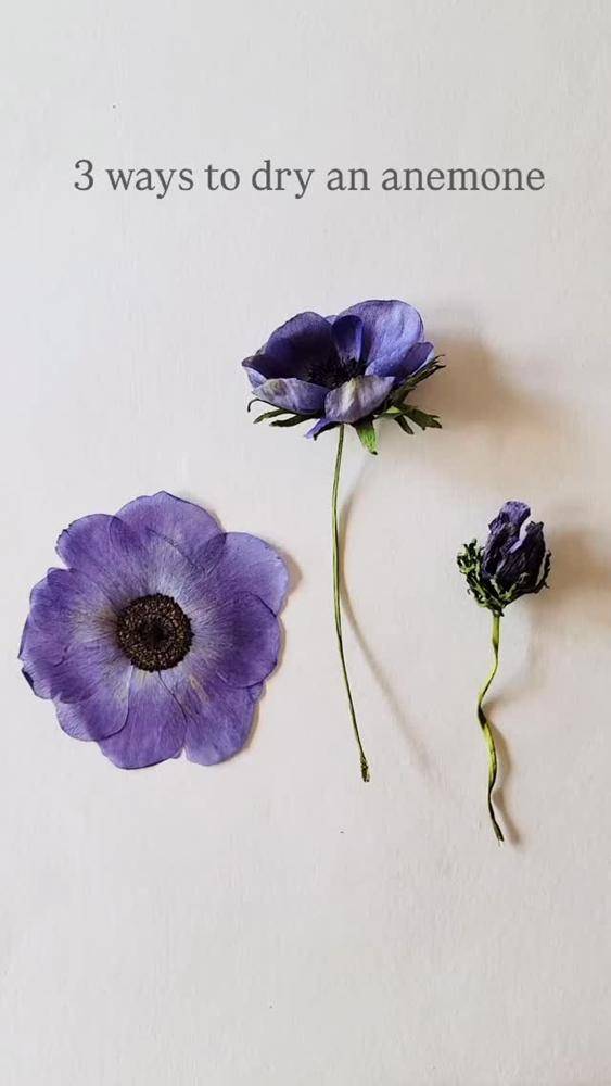 Elegant Dried Anemone Display