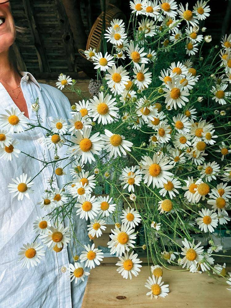 Fresh Daisy Bouquet Preparation for Drying